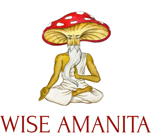 Cena Muchomora Czerwonego Amanita Muscaria W Polsce