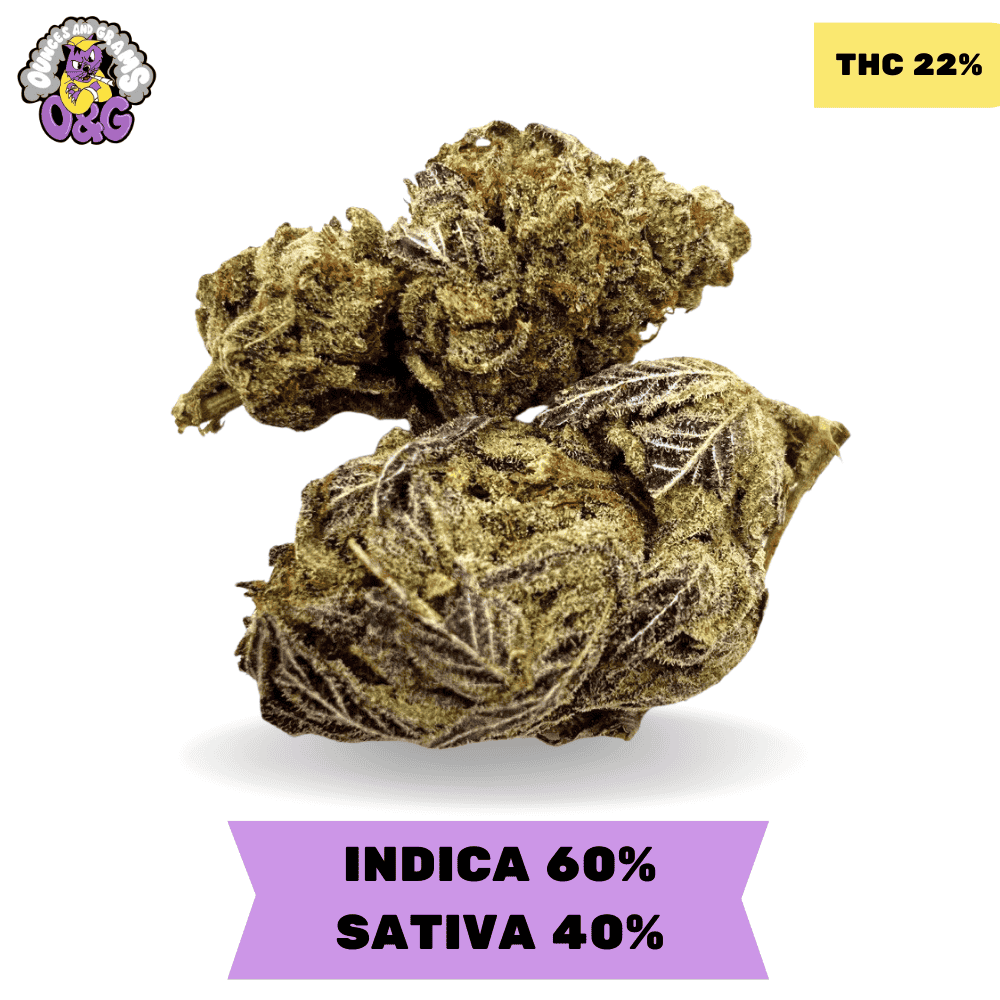 その他 CNP liquid indica Purge Solutions CYCLOPS Y - Purge Indicator