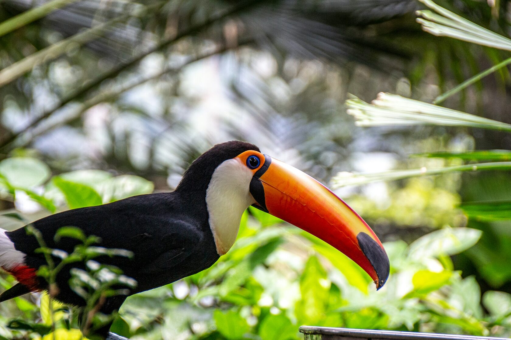 Tropical bird perched on a branch