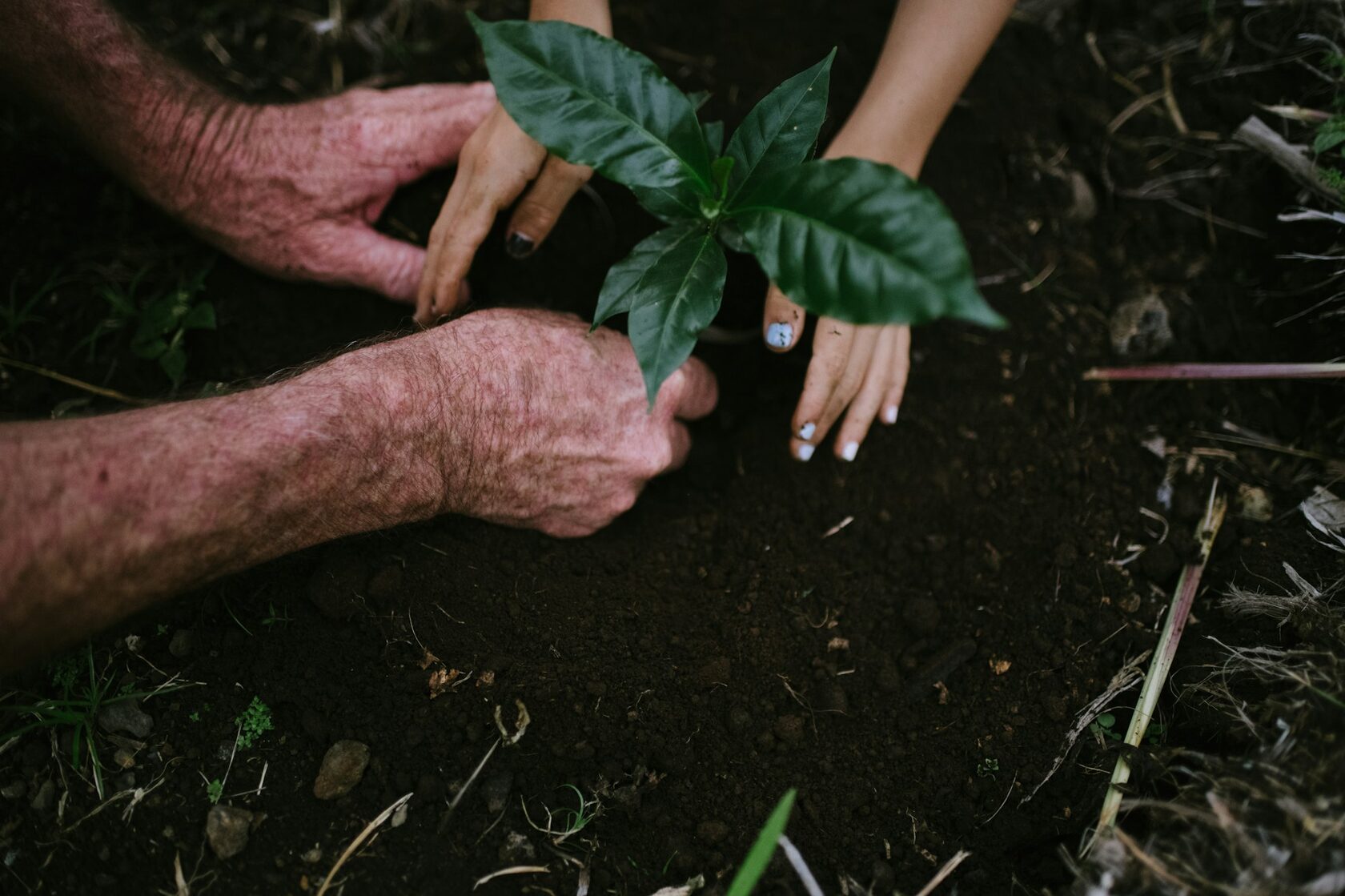 Volunteers planting trees together