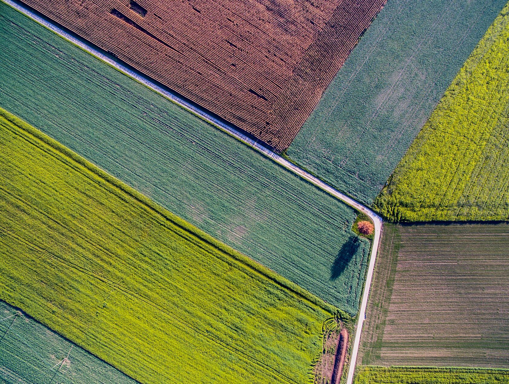 Aerial view of healthy farmland with cultivated rows