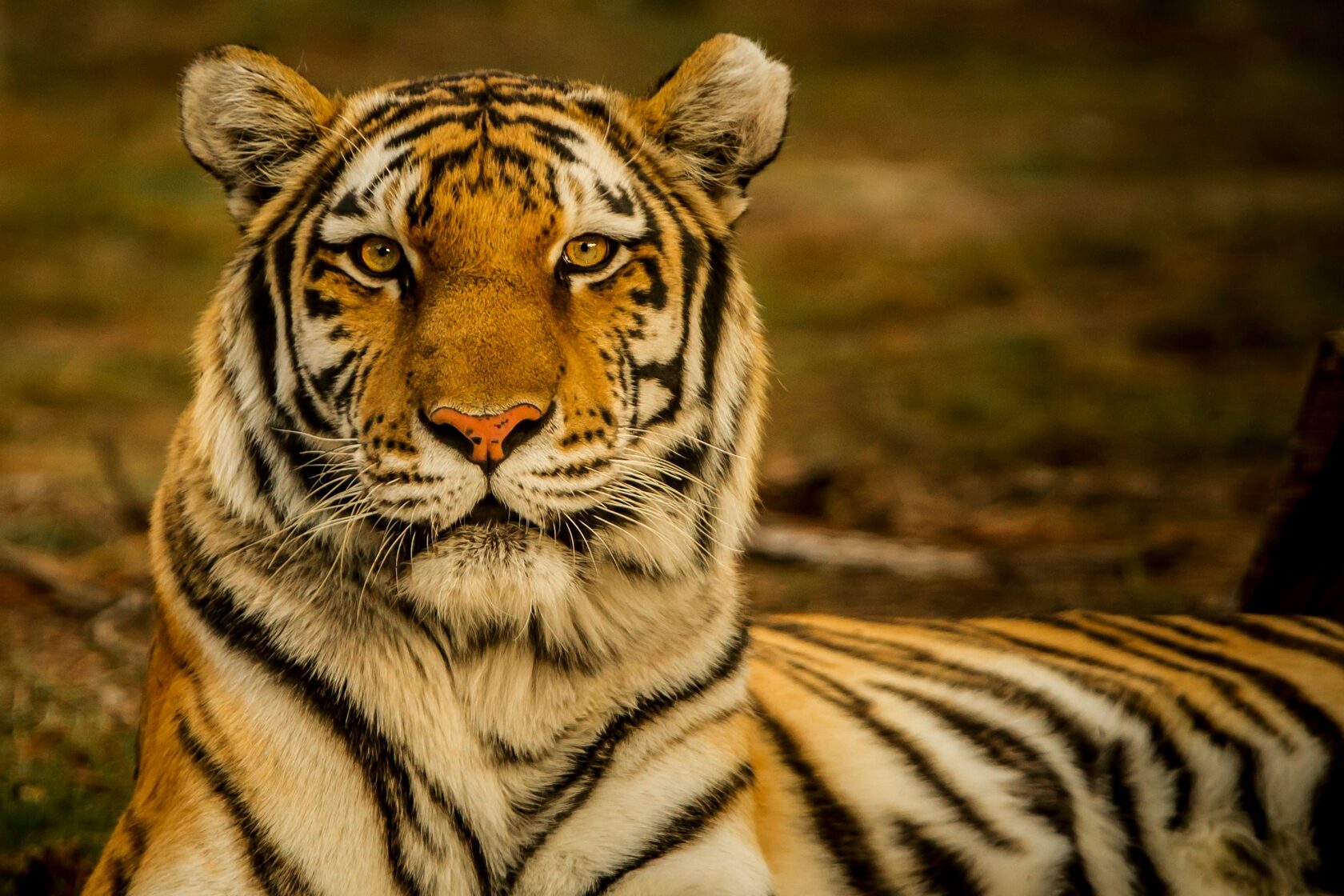 Close-up portrait of a tiger