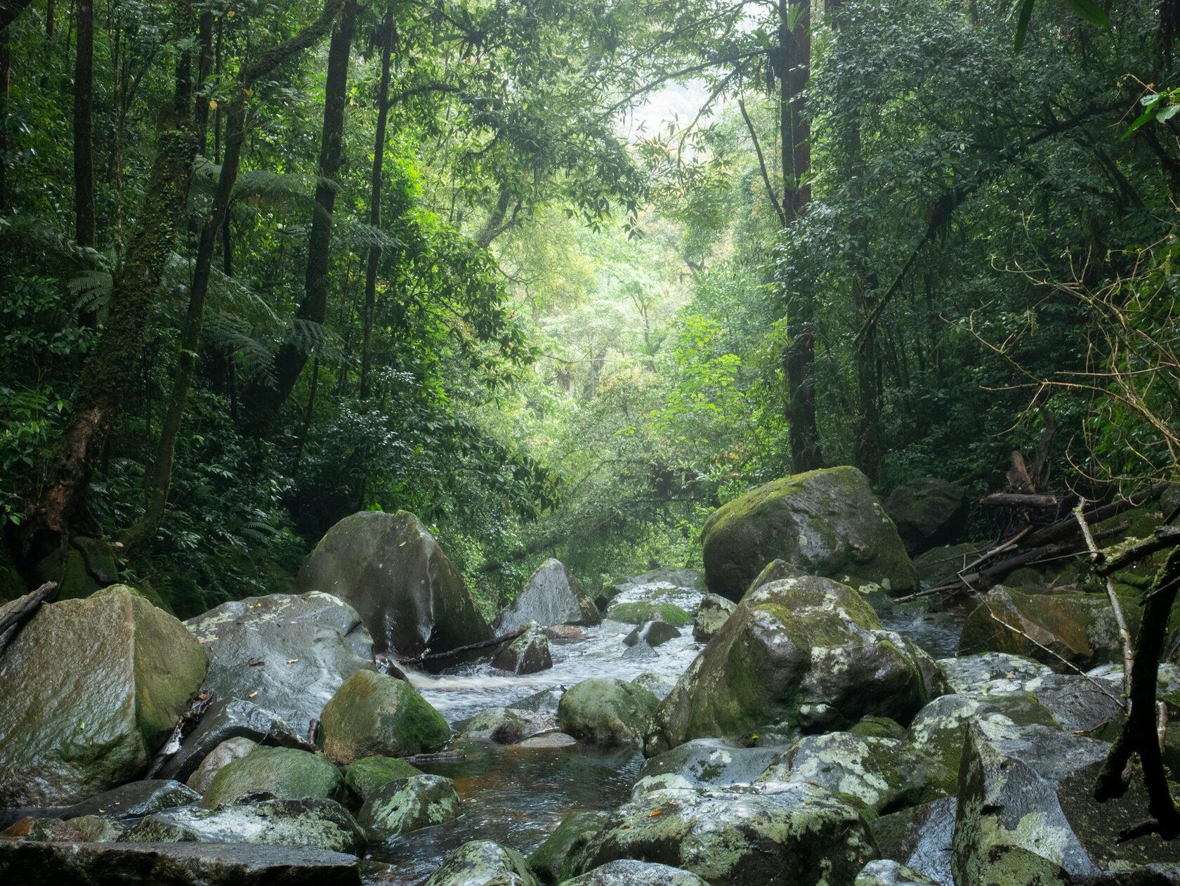 Aerial view of a river winding through dense rainforest canopy