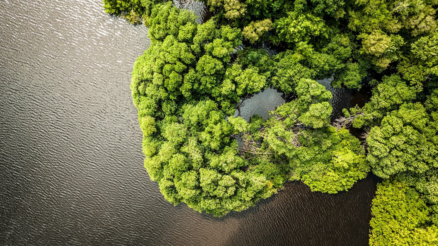 Coastal wetlands seen from the air