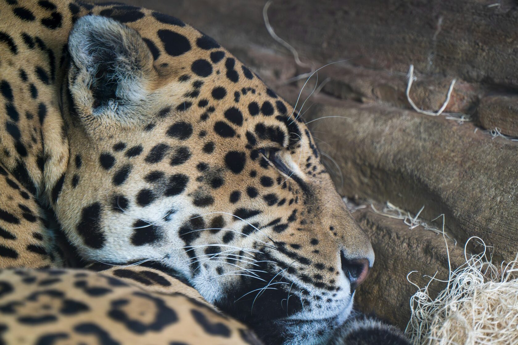 Jaguar looking out from the rainforest