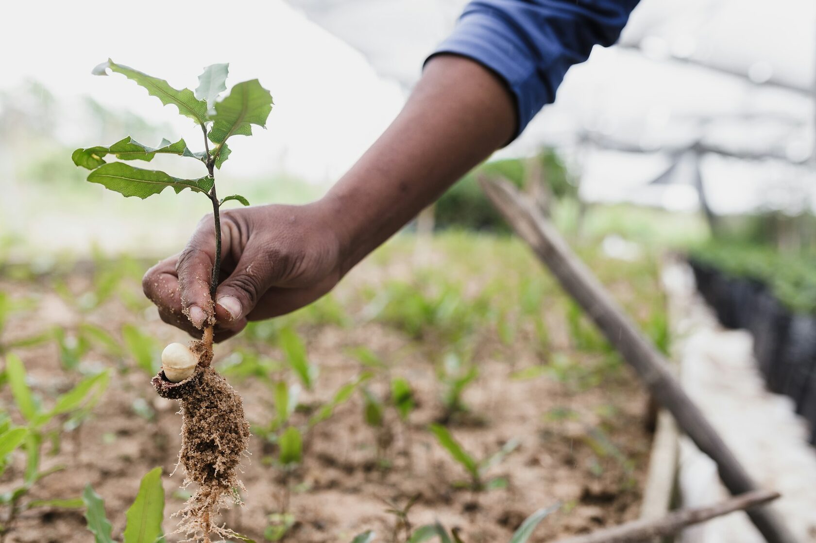 Hands planting a young tree seedling