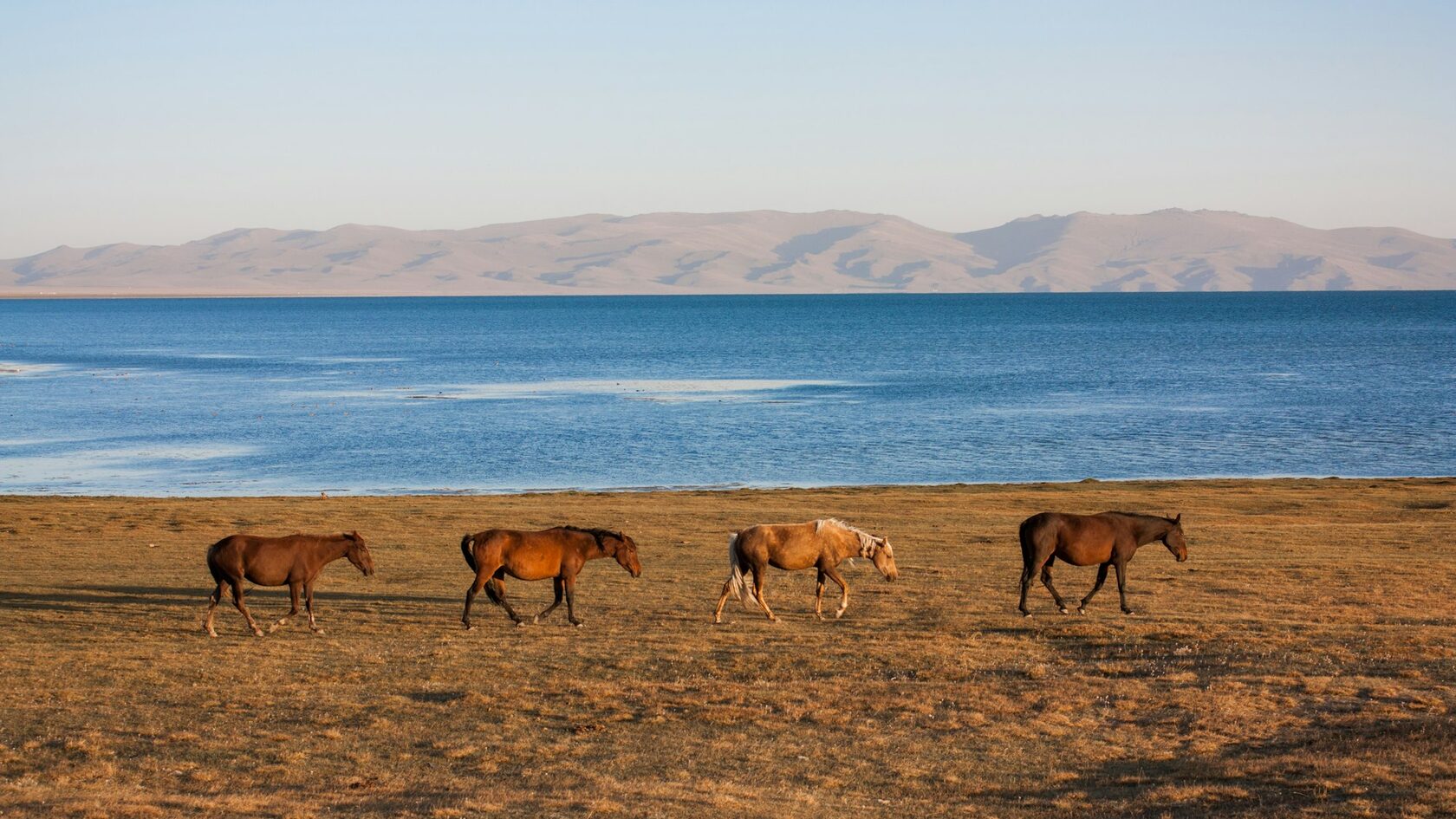 Clear water of Zhashyl-Kol lake with horses beside alpine meadows