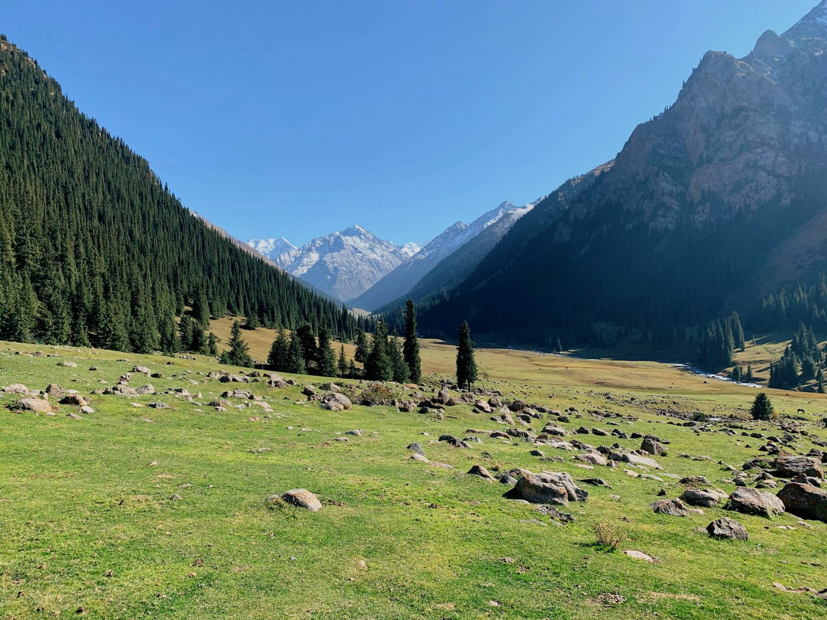 Horses grazing in the green alpine pastures of the Jyrgalan Valley