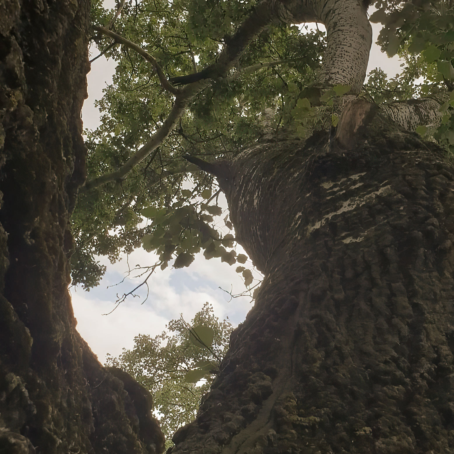 A close-up of the natural patterns and textures found in our wood wall decor panels.