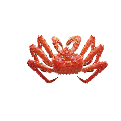 Red King Crab