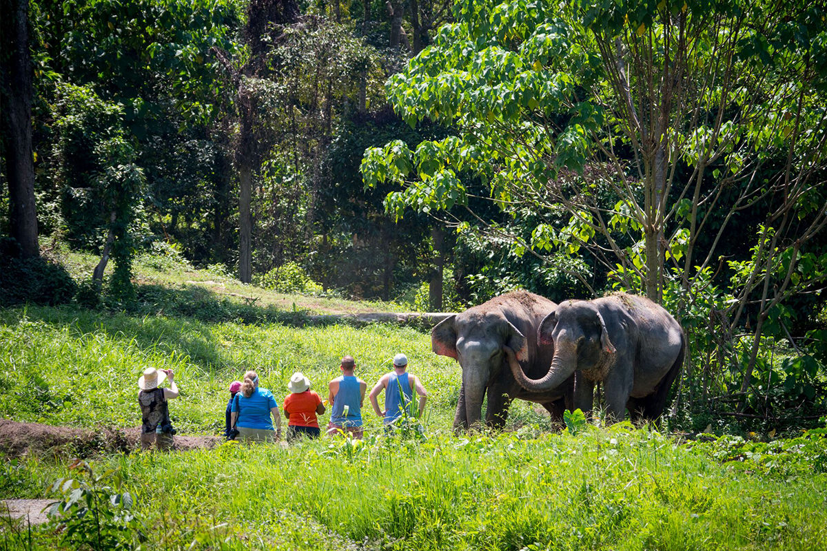 Заповедник слонов PHUKET ELEPHANT SANCTUARY, Экскурсии с Пхукета. Цены,  фото, видео, отзывы, рекомендации. ТурГид Пхукет.