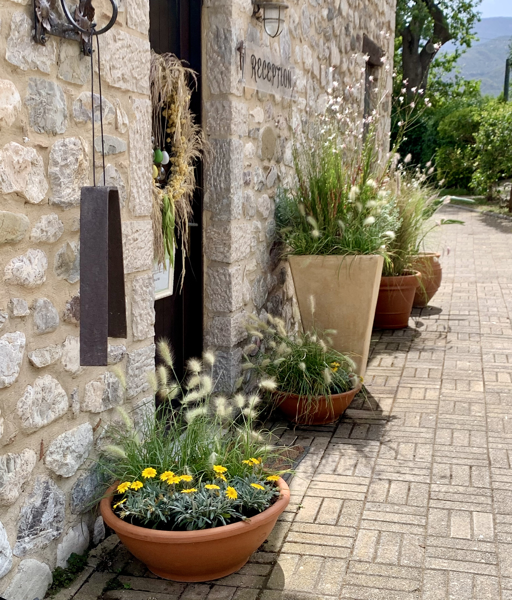 Containerized landscaping of the reception area for the Semantron Hotel, Peloponnese Greece Designer Jana Danyuk in Greece Athens Selection of trees in windbreaks. Windbreak technology by planting shrubs and trees in windbreak Greece, Landscaping in Greece, Low maintenance gardens in Greece, Gardens in Athens, Mid-Mediterranean garden