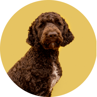 price Portuguese Water Dog grooming