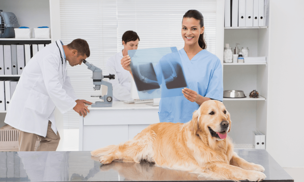 The assessment of elderly dogs. Mandatory guide for examination
