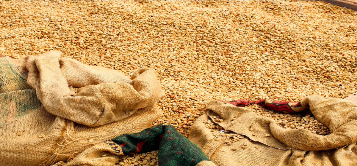 Grain harvesting process