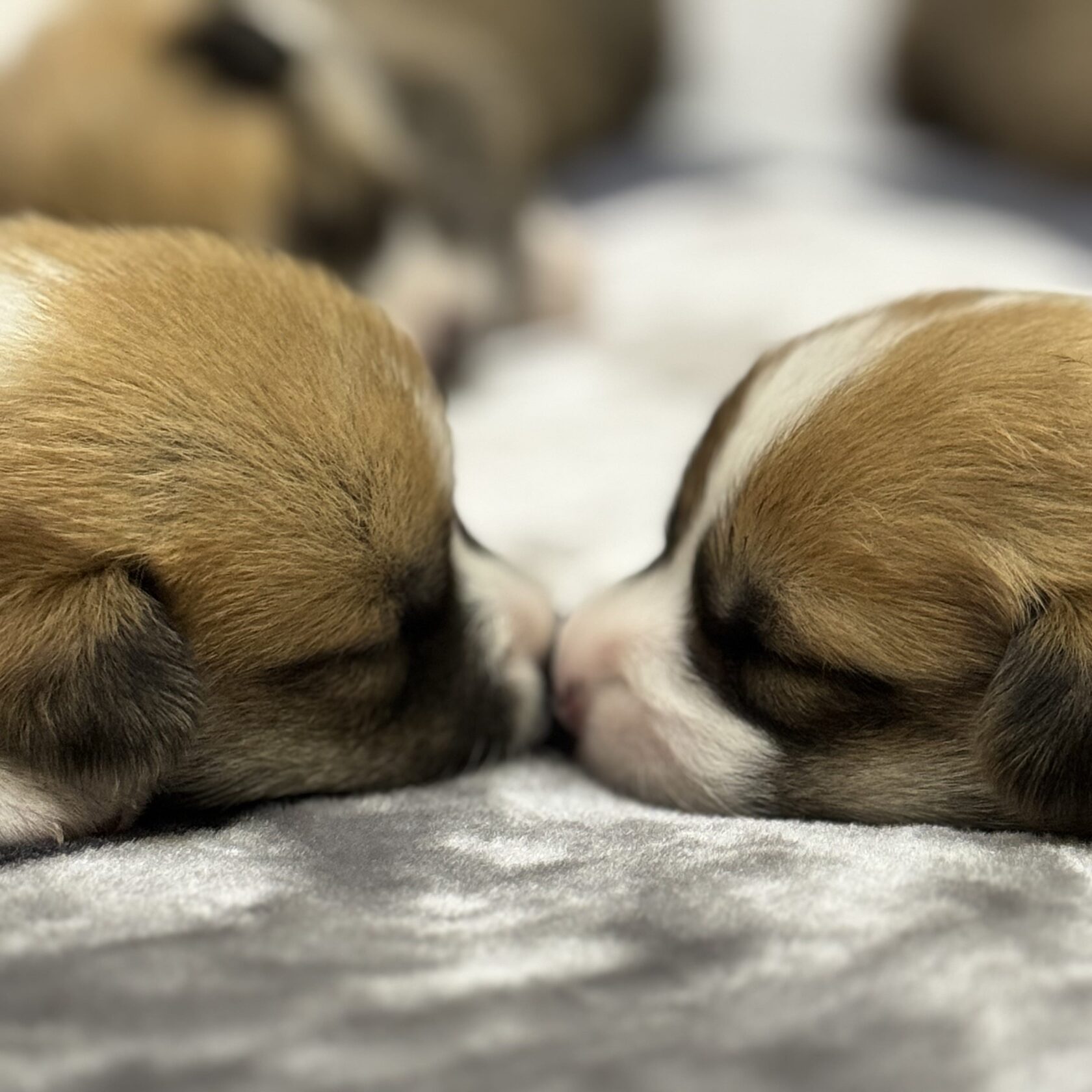 Цуценята вельш коргі