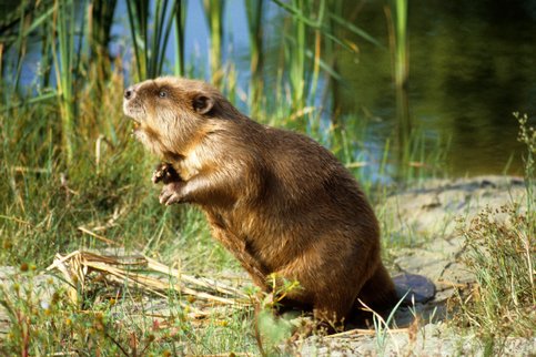 Метод добычи бобровой струи