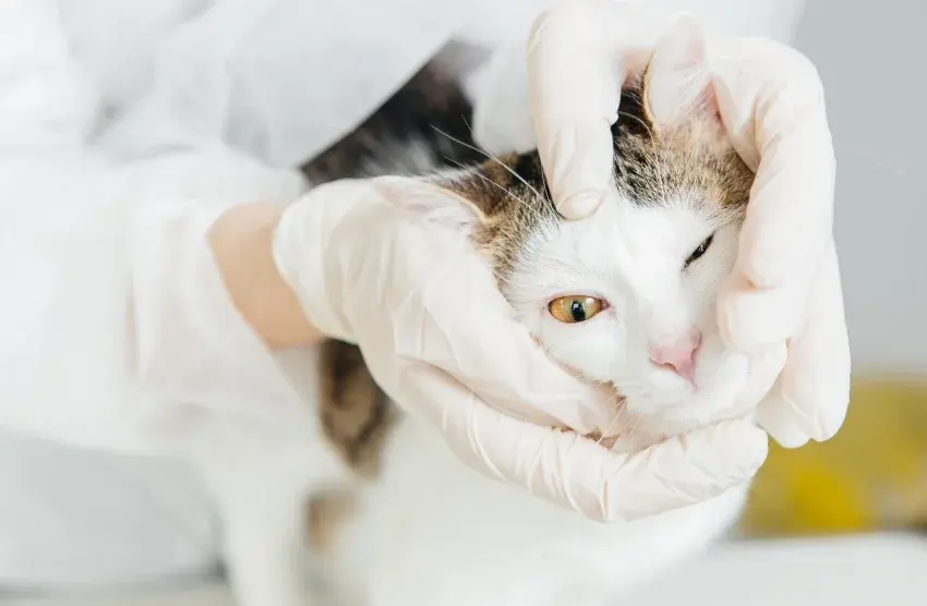Chirurgie oculaire pour chats et chiens