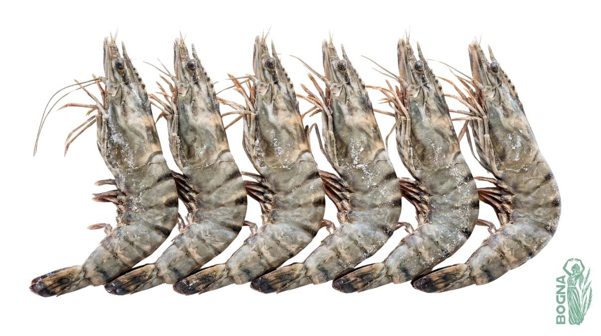 Black Tiger Shrimp — IQF from Vietnam Bogna Trade
