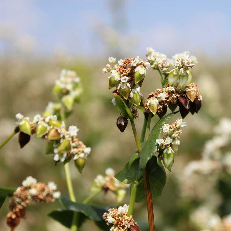 buckwheat supplier