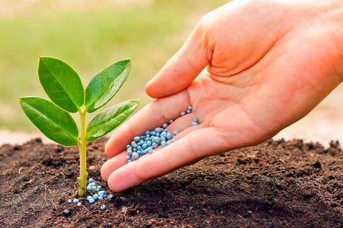 Organic Fertilizers: What Are They and How Do They Improve Your Crop? -  Bonaplant