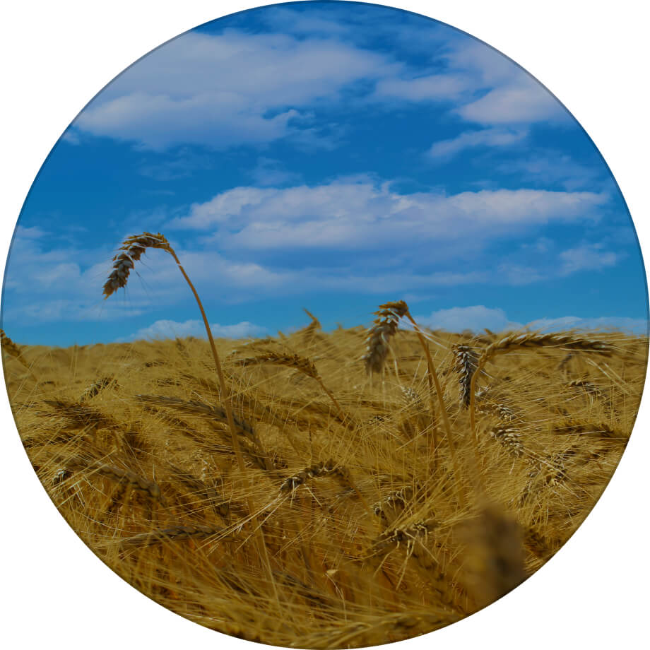 Журавка одеська