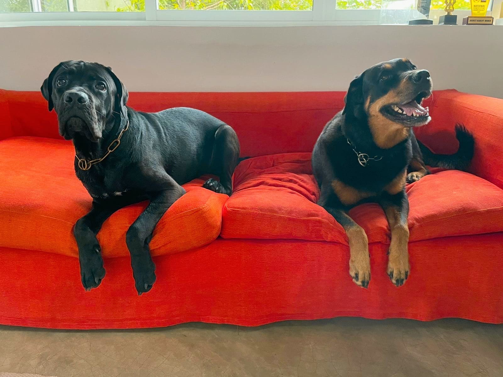 Cane Corso and Rottweiler trained by VONFIDEL K9 relaxing calmly in a home environment