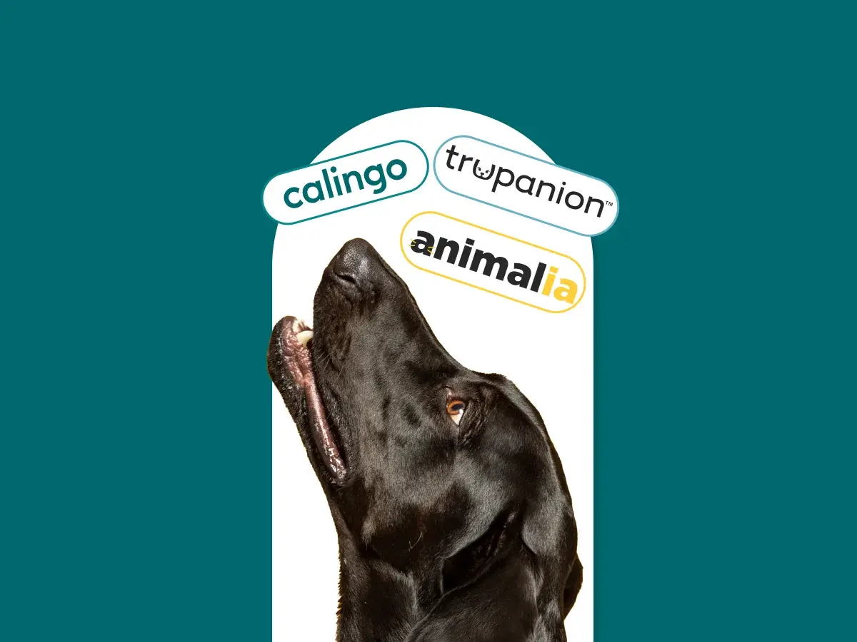 Dog insurance in Geneva