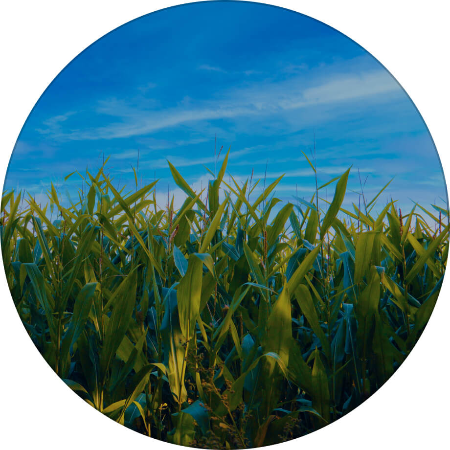 Оржиця 237 МВ