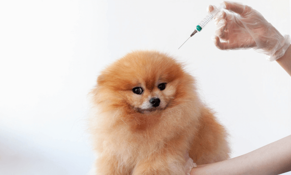 Vaccinations for Your Young Dog: Mandatory and Desirable Options in Switzerland