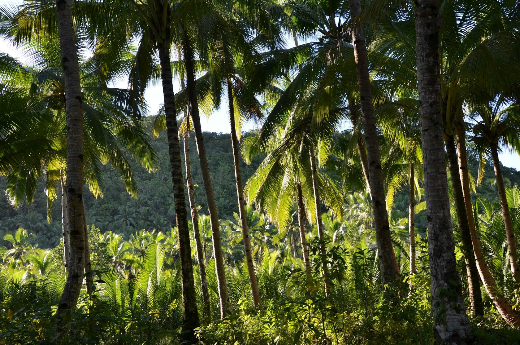 Lush tropical greenery and palm trees of Koh Phangan, Thailand