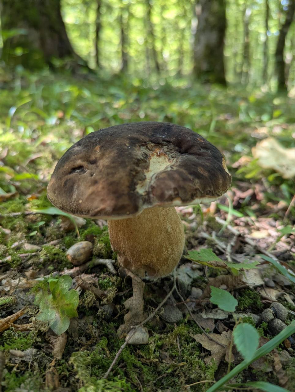 A large mushroom against the backdrop of a green forest