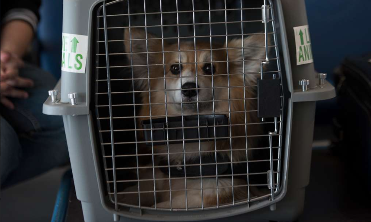 Pet Import Rules in the UAE: Banned, Allowed Animals, Fines - Main Image