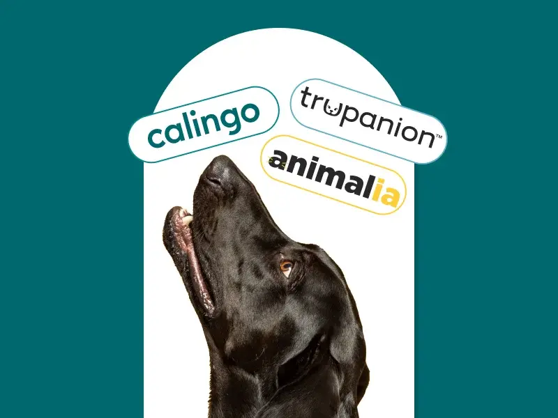 Dog insurance in Geneva