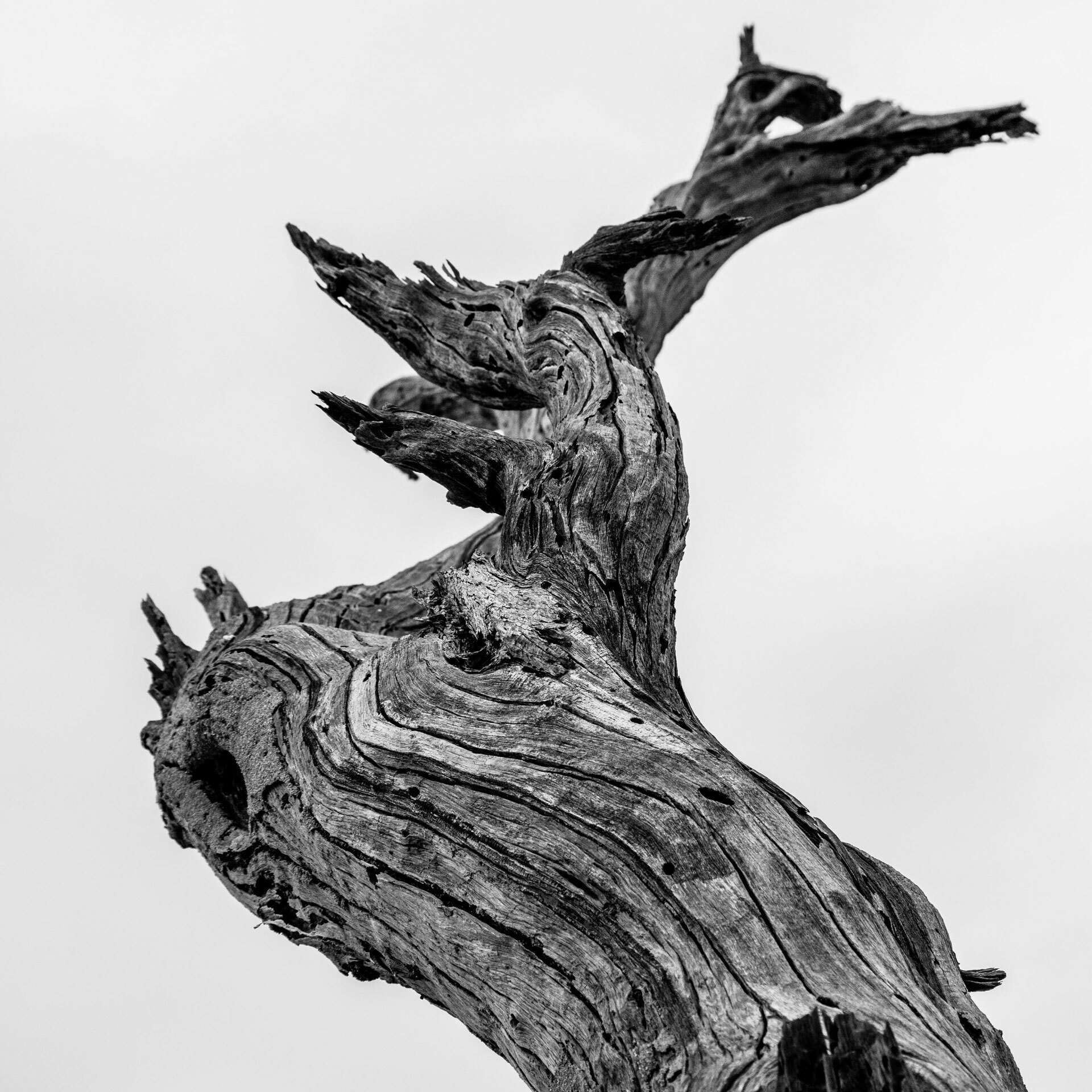 Detailed shot of weathered tree trunk surface, showcasing the beauty of time and nature's artistry.