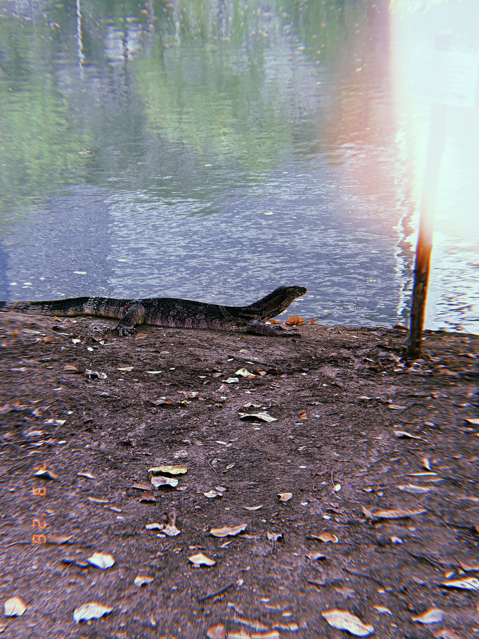 Варан у воды в городском парке Бангкока