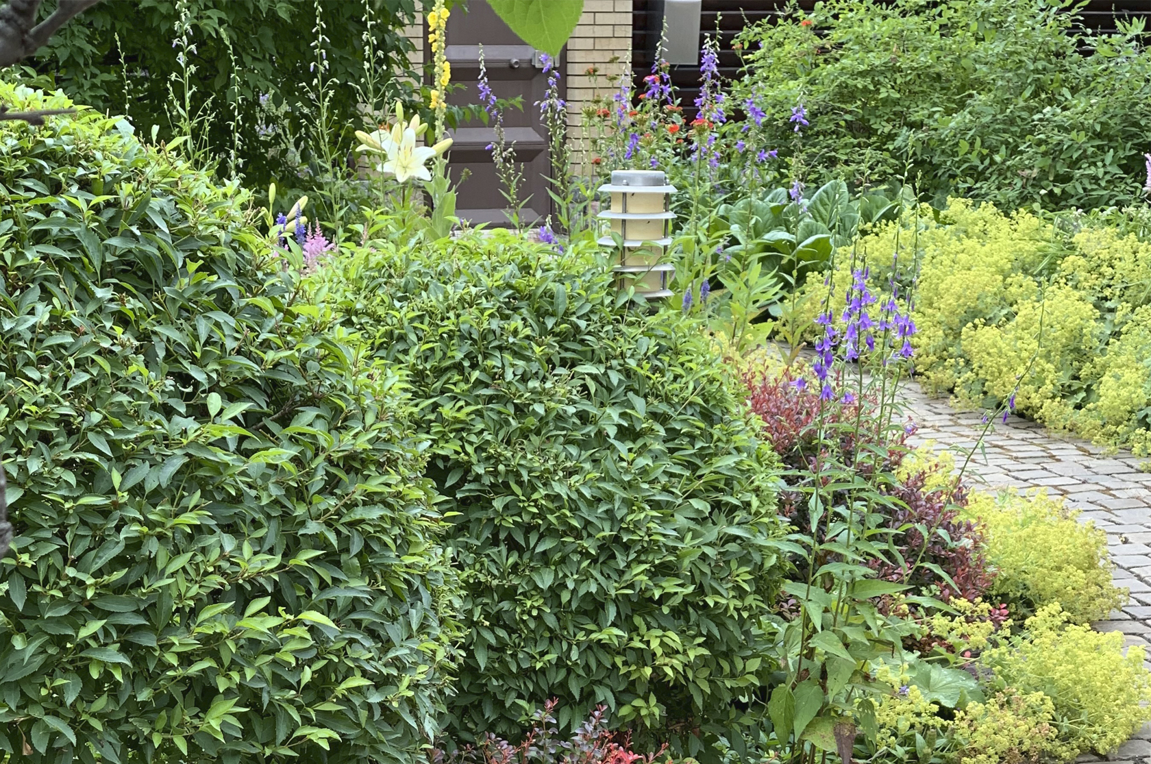 Forsythia, barberry, blue honeysuckle, badanum, chard, bellflower. Gardeniana builds the development of the garden over the years