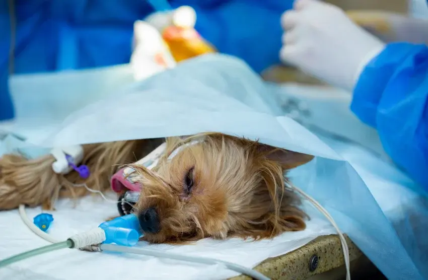 CHIRURGIE Vétérinaire