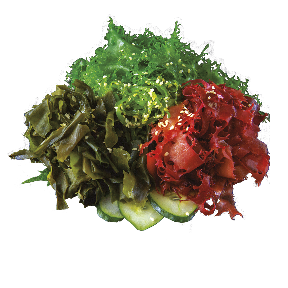Kaiso 4 Seaweeds