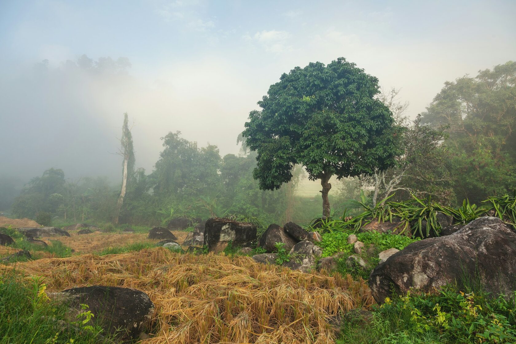 Wonderland Healing Center surrounded by tropical nature in Koh Phangan