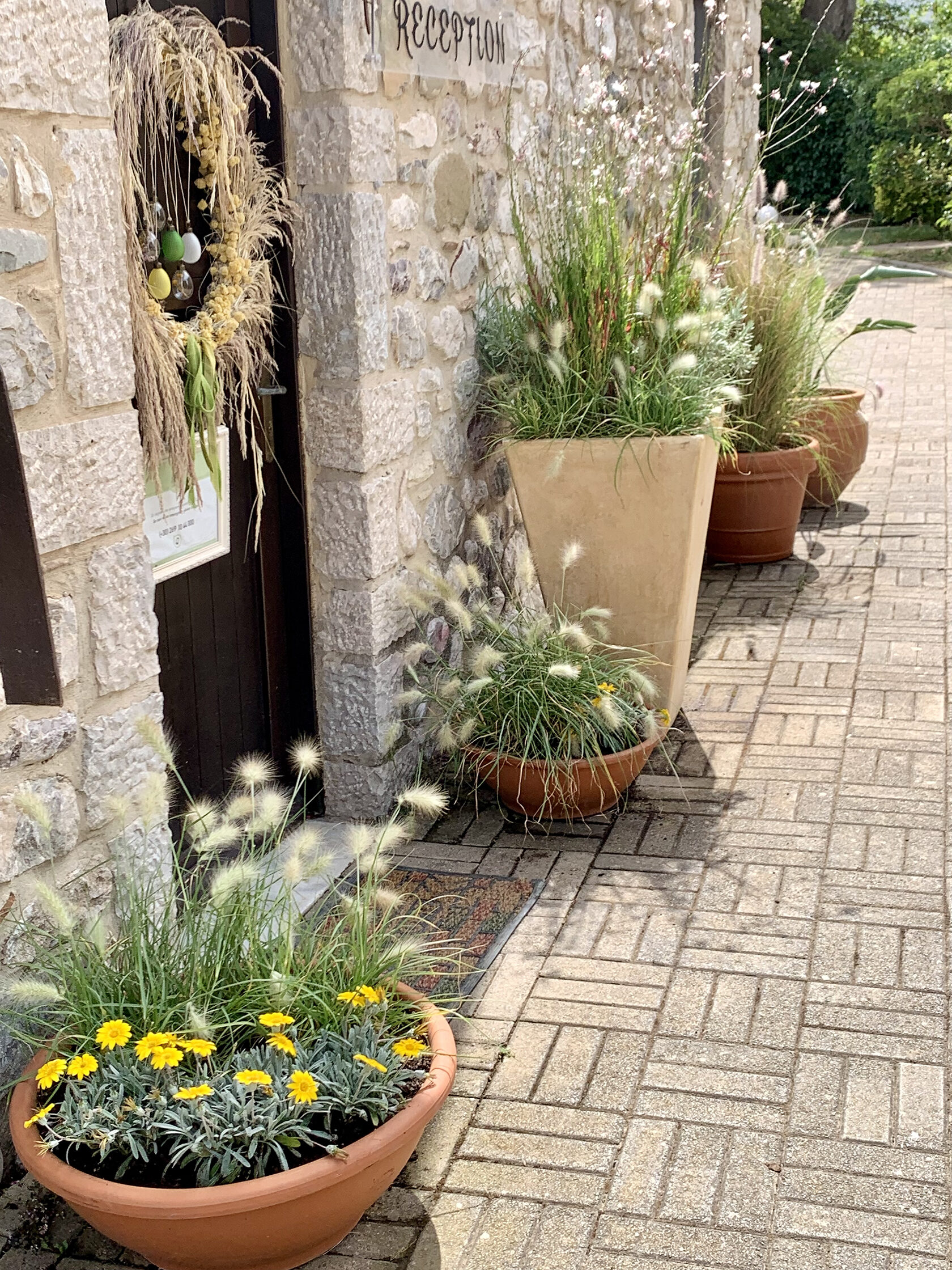 Containerized landscaping of the reception area for the Semantron Hotel, Peloponnese Greece Designer Jana Danyuk in Greece Athens Selection of trees in windbreaks. Windbreak technology by planting shrubs and trees in windbreak Greece, Landscaping in Greece, Low maintenance gardens in Greece, Gardens in Athens, Mid-Mediterranean garden