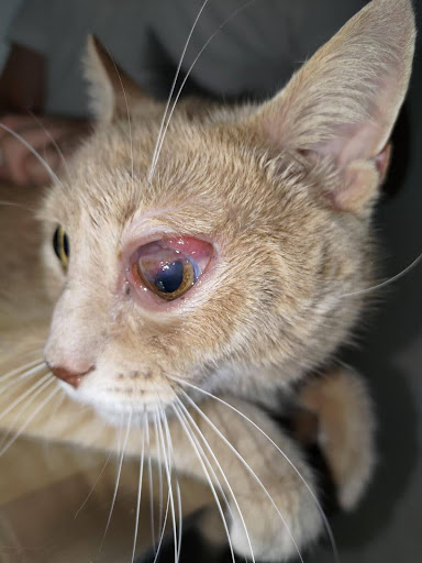 Un gatto di 11 anni con congiuntivite, esoftalmo e varie lesioni corneali all'occhio sinistro