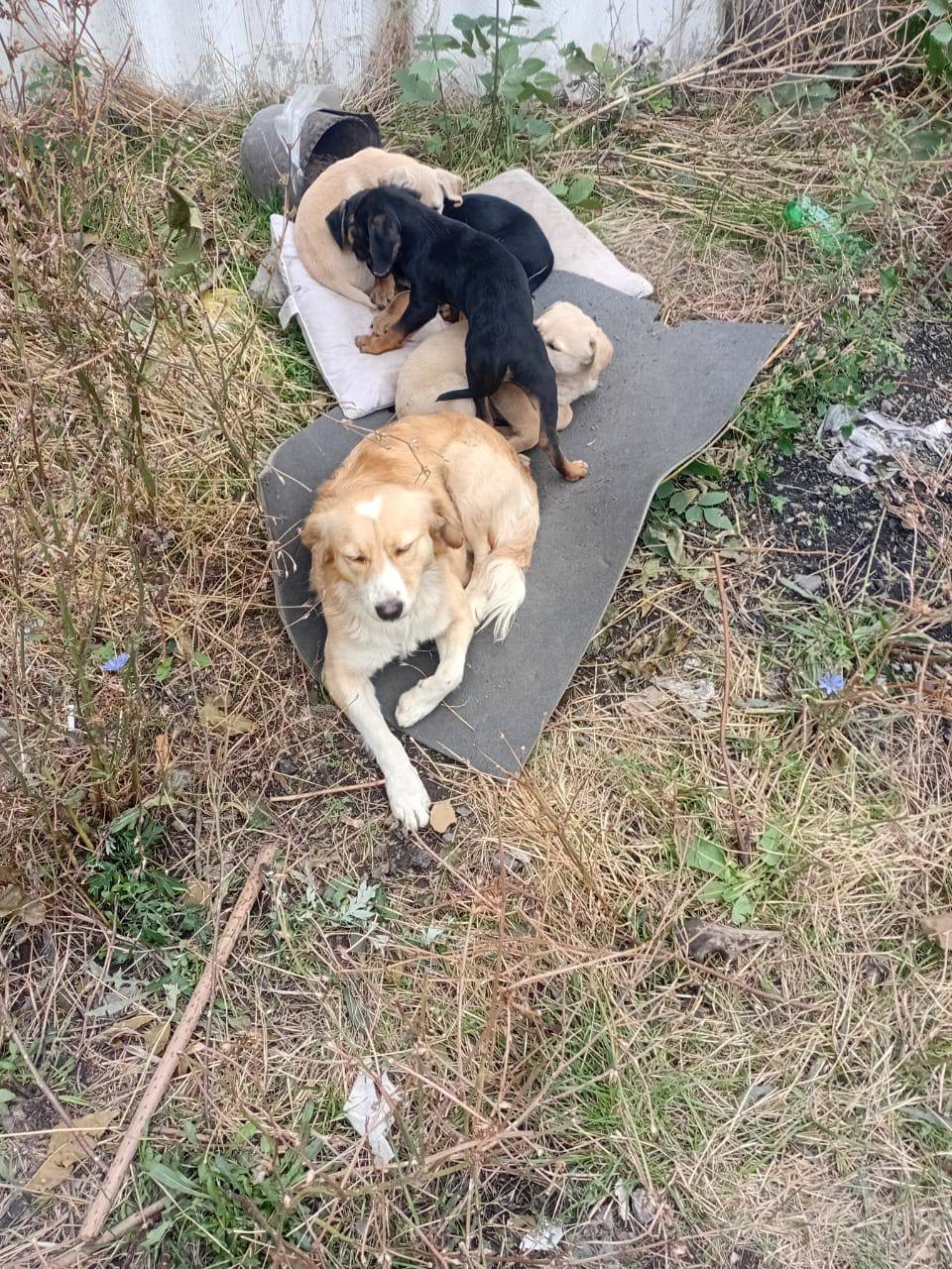 Бездомная собака 3