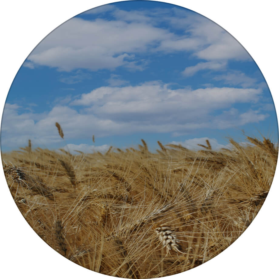 Місія одеська