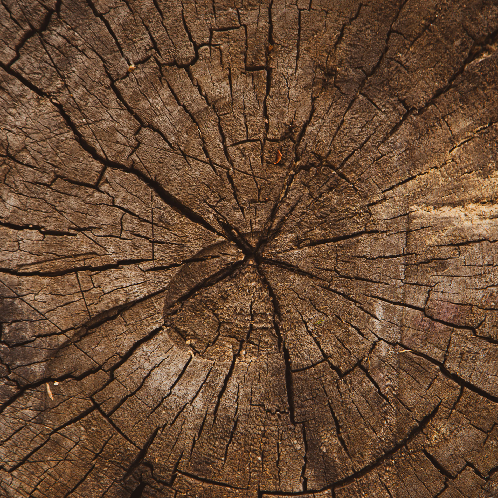 Captivating texture of aged tree wood, a testament to the enduring elegance of the natural world.