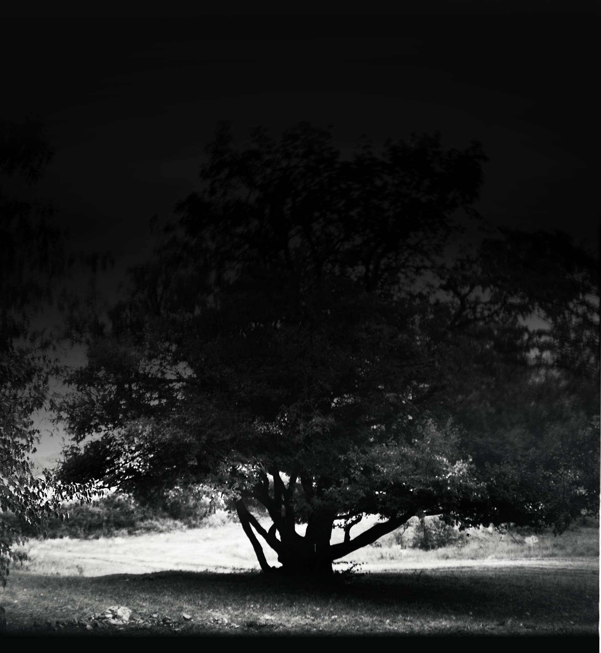 A sprawling pear tree at the Crimean crossroads. 2012