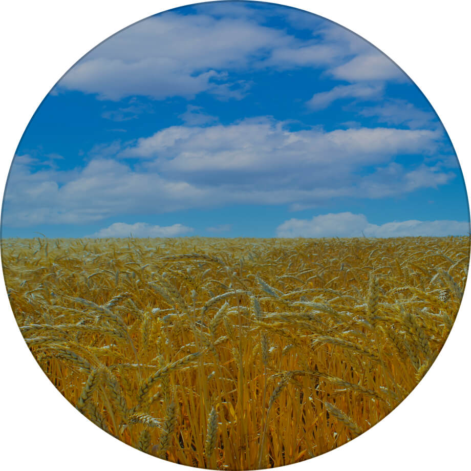 Подолянка пшениця озима