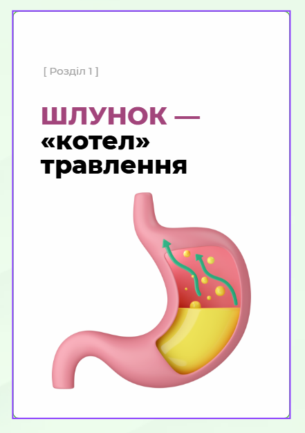 Шлунок
