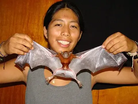 Kathrin Barboza Marquez smiling and holding open the wings of a fruit bat, showcasing the bat’s wingspan. She is wearing a sleeveless top and bracelets, and the background is a wooden wall.