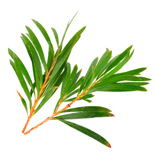 Эфирное чайного дерева